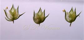  Spikelets